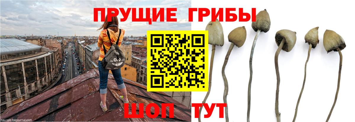 Псилоцибиновые грибы MAGIC MUSHROOMS  Вход с VPN  Галлюциногенные грибы мицелий  Новозыбков 